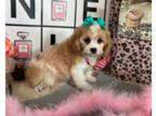 Cavachon Puppy for sale in Knoxville, TN, USA