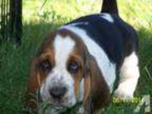 Basset Hound Puppy for sale in MISSOULA, MT, USA