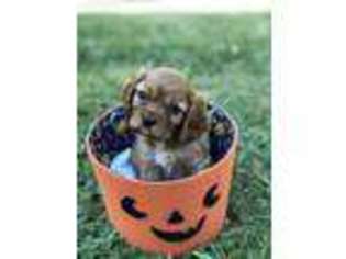 Cavalier King Charles Spaniel Puppy for sale in Auburn, CA, USA