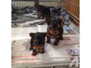 Yorkshire Terrier Puppy for sale in WINDHAM, NH, USA