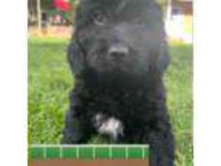 Goldendoodle Puppy for sale in Golden, CO, USA