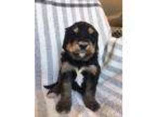 Mutt Puppy for sale in Dayton, VA, USA