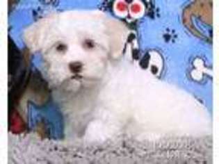 Havanese Puppy for sale in Millmont, PA, USA