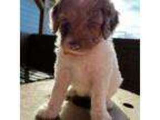 Labradoodle Puppy for sale in Manor, TX, USA