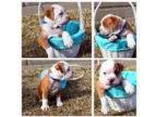 Olde English Bulldogge Puppy for sale in Derby, KS, USA