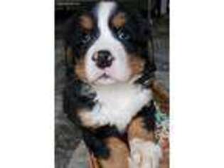 Bernese Mountain Dog Puppy for sale in Argyle, WI, USA