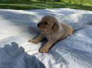 Labradoodle Puppy for sale in Decatur, IN, USA