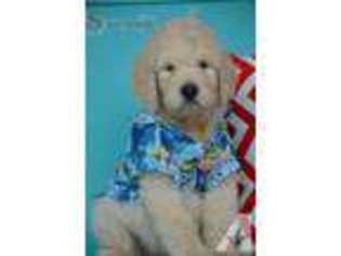 Goldendoodle Puppy for sale in BELLS, TX, USA