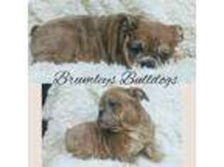 Bulldog Puppy for sale in Branford, FL, USA
