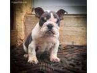 Bulldog Puppy for sale in Coventry, RI, USA