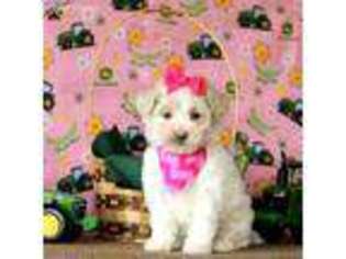 Maltese Puppy for sale in Gordonville, PA, USA