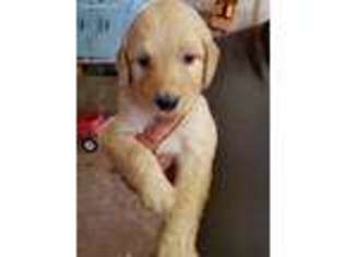 Goldendoodle Puppy for sale in Gipsy, MO, USA