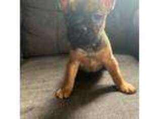 French Bulldog Puppy for sale in Postville, IA, USA