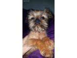 Brussels Griffon Puppy for sale in Blair, NE, USA