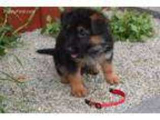 German Shepherd Dog Puppy for sale in Greenville, OH, USA