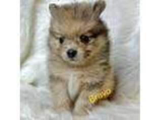 Pomeranian Puppy for sale in Big Lake, AK, USA