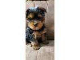 Yorkshire Terrier Puppy for sale in Browning, MO, USA