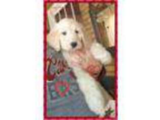 Goldendoodle Puppy for sale in LISBON, OH, USA