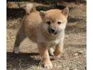 Shiba Inu Puppy for sale in Seibert, CO, USA