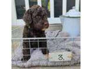 Labradoodle Puppy for sale in Broad Brook, CT, USA