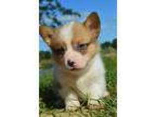Pembroke Welsh Corgi Puppy for sale in Milburn, OK, USA