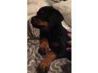 Rottweiler Puppy for sale in Dudley, MA, USA
