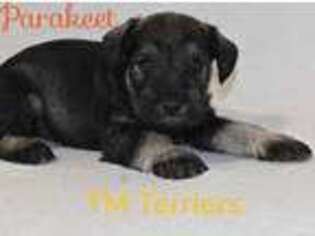 Mutt Puppy for sale in Detroit Lakes, MN, USA