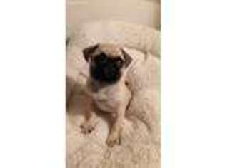 Pug Puppy for sale in Jasonville, IN, USA