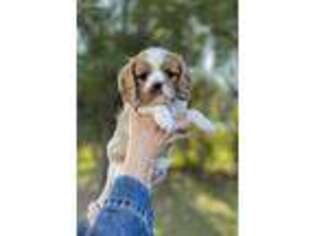 Cavalier King Charles Spaniel Puppy for sale in Jesup, GA, USA