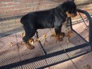 Rottweiler Puppy for sale in Albertville, AL, USA