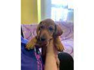 Dachshund Puppy for sale in Brooklyn, NY, USA