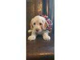 Labradoodle Puppy for sale in Catoosa, OK, USA