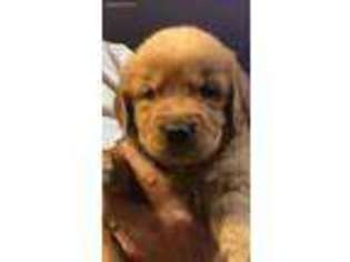 Golden Retriever Puppy for sale in Fort Worth, TX, USA