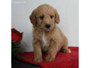 Labradoodle Puppy for sale in Gap, PA, USA