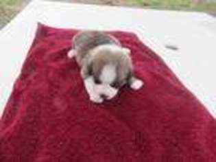 Pembroke Welsh Corgi Puppy for sale in Comfort, TX, USA