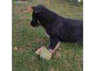 German Shepherd Dog Puppy for sale in Sunnyside, WA, USA