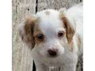 Brittany Puppy for sale in Long Lane, MO, USA