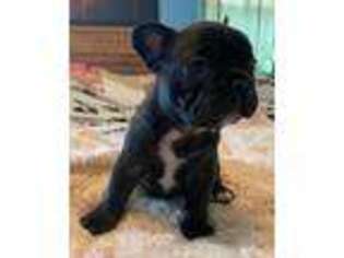 French Bulldog Puppy for sale in Enfield, NH, USA