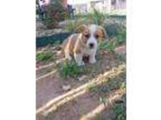 Pembroke Welsh Corgi Puppy for sale in Canyon, TX, USA