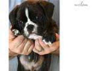 Bulldog Puppy for sale in Mankato, MN, USA