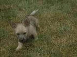 Cairn Terrier Puppy for sale in Free Union, VA, USA