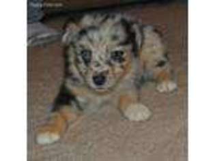 Australian Shepherd Puppy for sale in Bainbridge, GA, USA