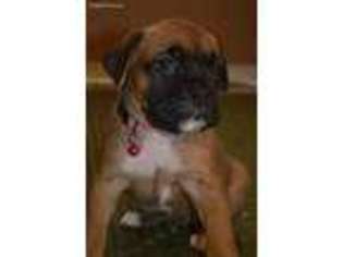 Boxer Puppy for sale in Pembroke, VA, USA