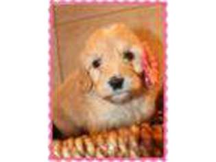Goldendoodle Puppy for sale in Williams, CA, USA