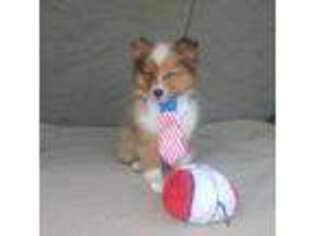Shetland Sheepdog Puppy for sale in Albany, OR, USA