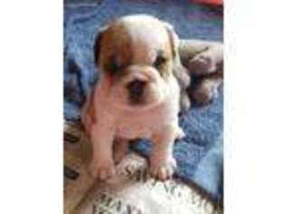 Bulldog Puppy for sale in Millerstown, PA, USA