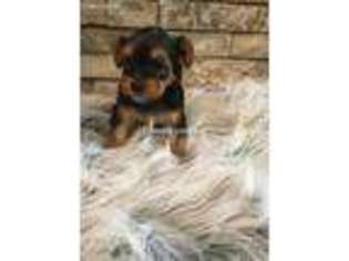 Yorkshire Terrier Puppy for sale in Williamstown, KY, USA