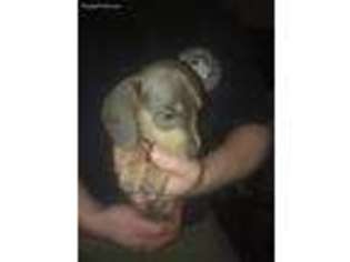 Dachshund Puppy for sale in King George, VA, USA
