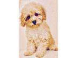 Cavapoo Puppy for sale in Emory, TX, USA