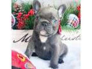 French Bulldog Puppy for sale in Pembroke Pines, FL, USA